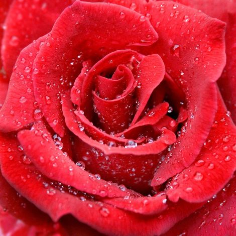 768px-Raindrops_red_rose